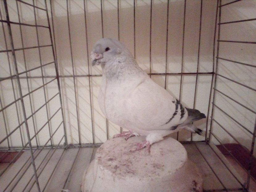 M 2009 - Albastri 2018