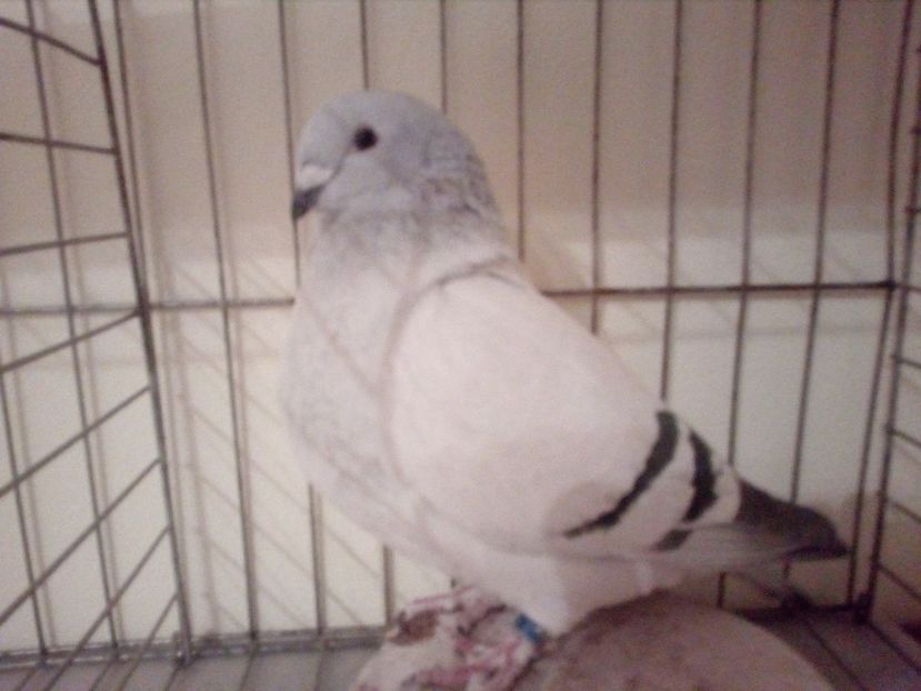 F 2016 - Albastri 2018