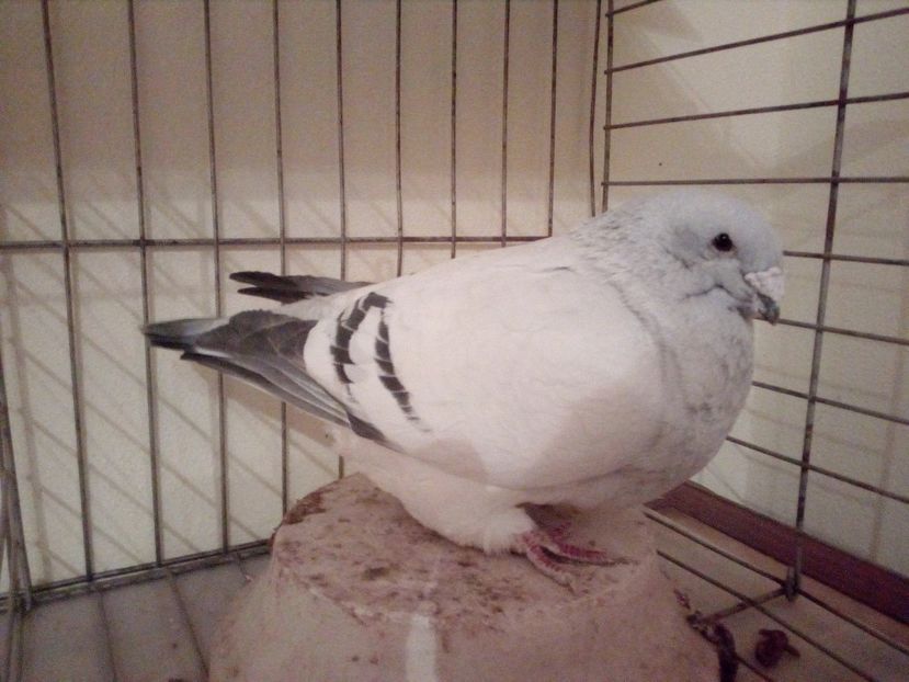 F 2010 - Albastri 2018