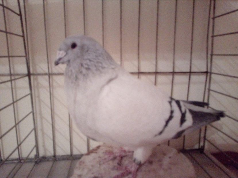 F 2008 - Albastri 2018