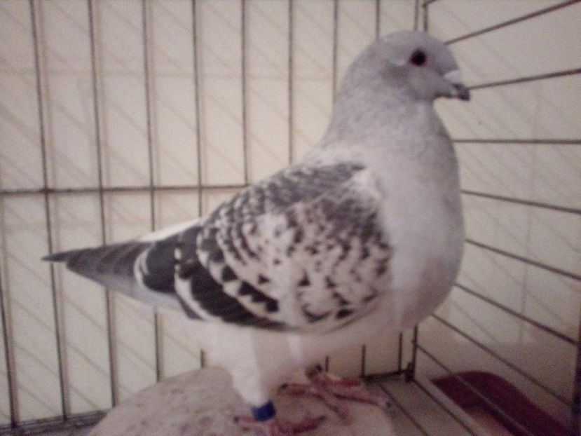 acelas - Covaci 2018