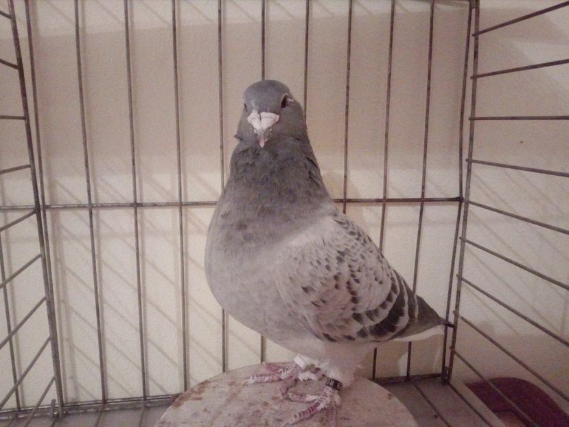 F 2008 - Covaci 2018