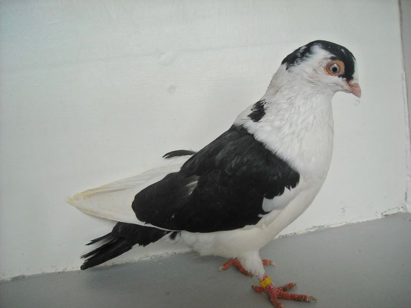  - PORUMBEI CARE MI AU APARTINUT