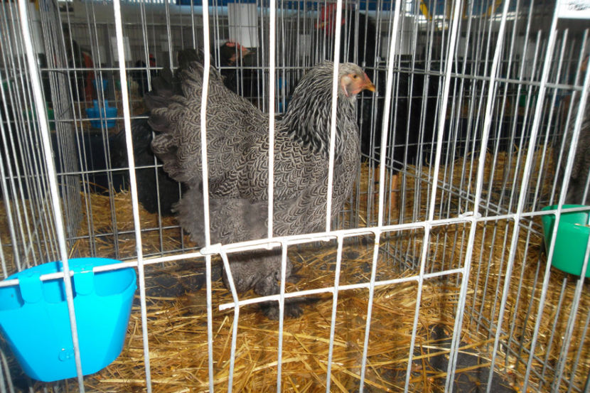 BHI 1 94p - 1 aa Expozitie Cluj- N 2018