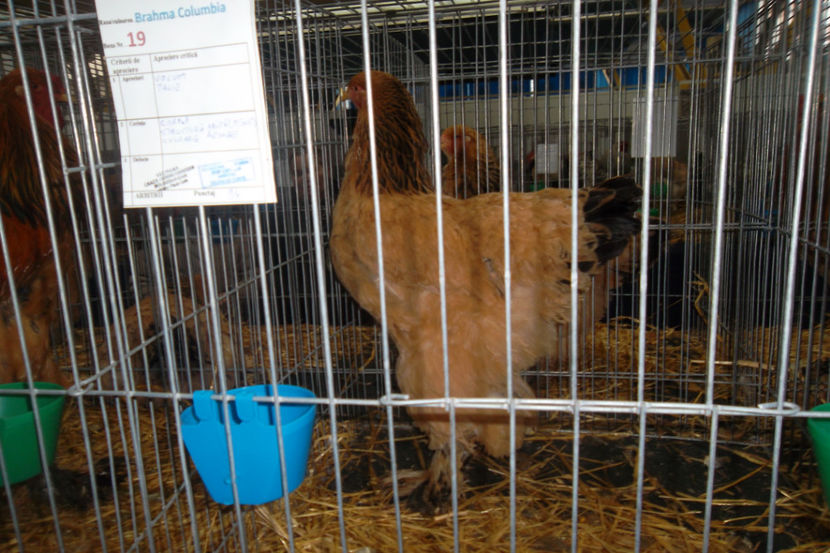 BC 1 94p - 1 aa Expozitie Cluj- N 2018