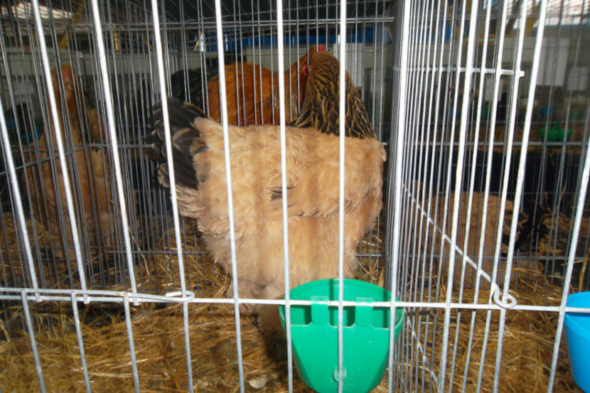 BC 2 93p - 1 aa Expozitie Cluj- N 2018