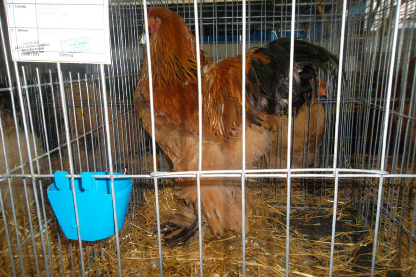 BC 2 93p - 1 aa Expozitie Cluj- N 2018