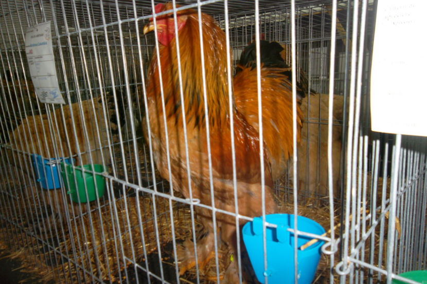 SAM_5120 - 1 aa Expozitie Cluj- N 2018