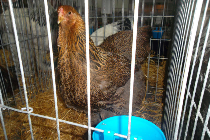 BP 1 94p - 1 aa Expozitie Cluj- N 2018