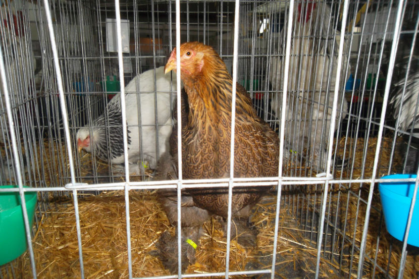 BP 1 94p - 1 aa Expozitie Cluj- N 2018