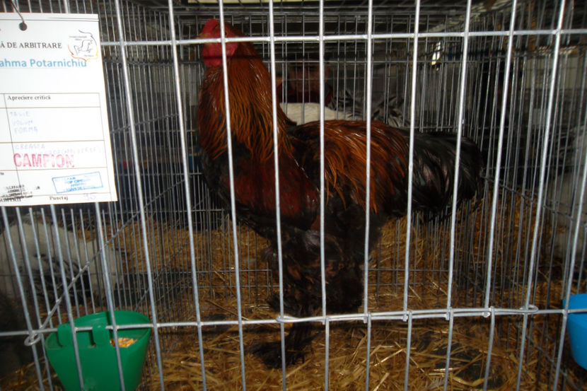 BP 1 95p Campion - 1 aa Expozitie Cluj- N 2018