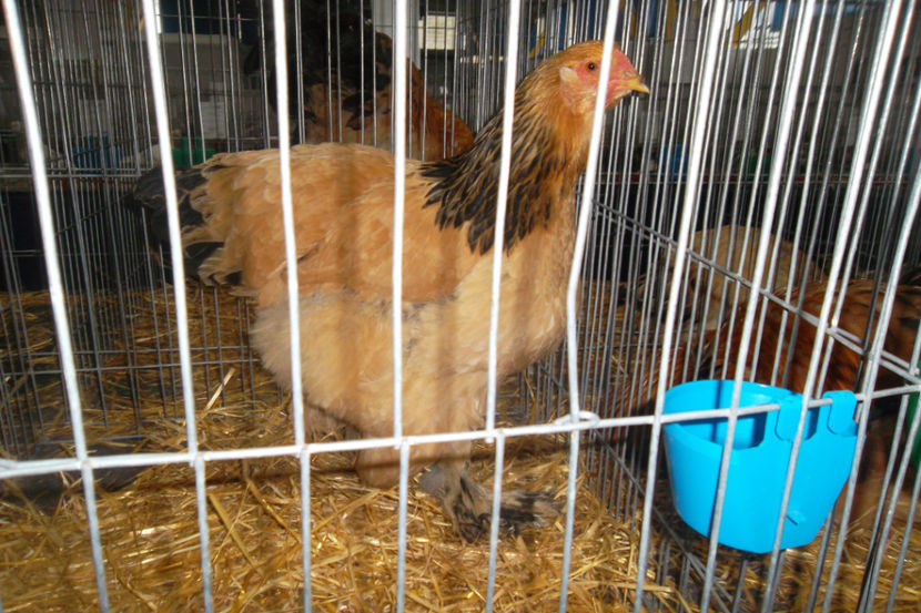 BC 94p - 1 aa Expozitie Cluj- N 2018