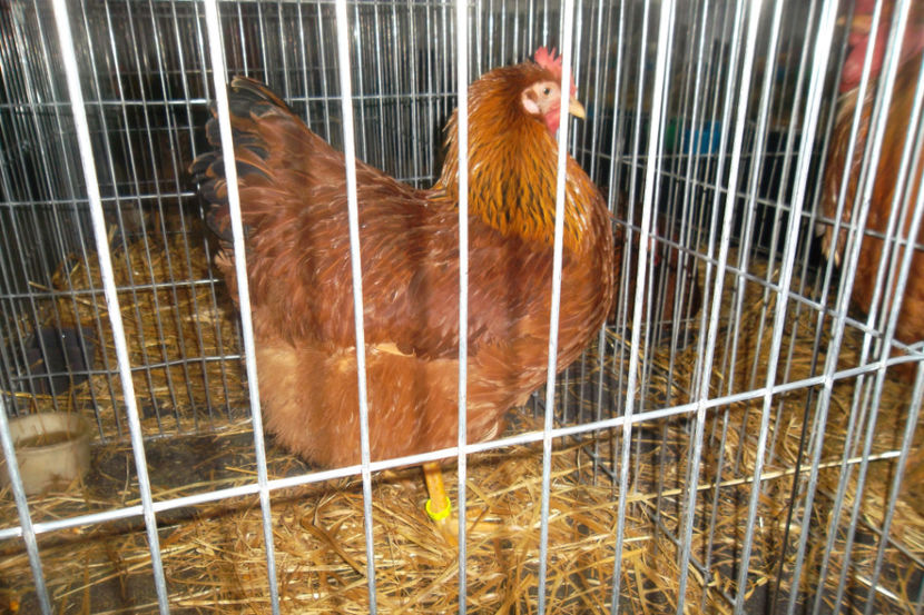 NH 1 94p - 1 aa Expozitie Cluj- N 2018