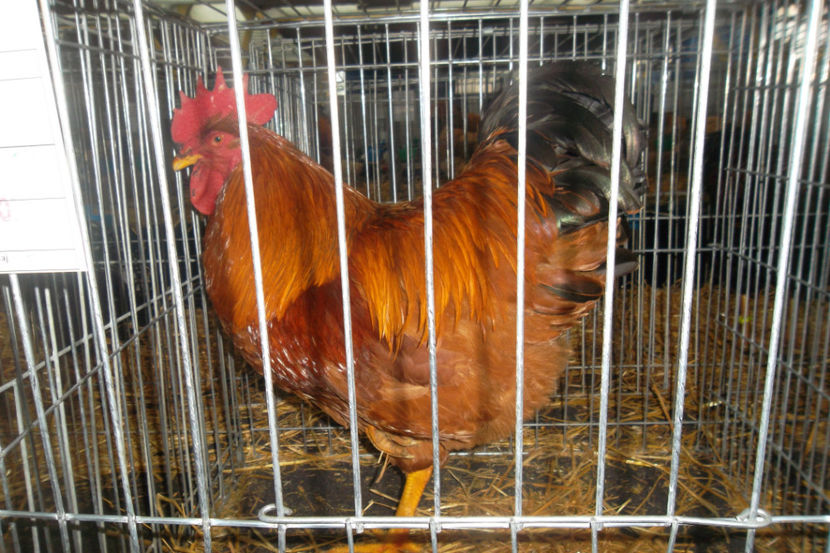 NH 94p - 1 aa Expozitie Cluj- N 2018