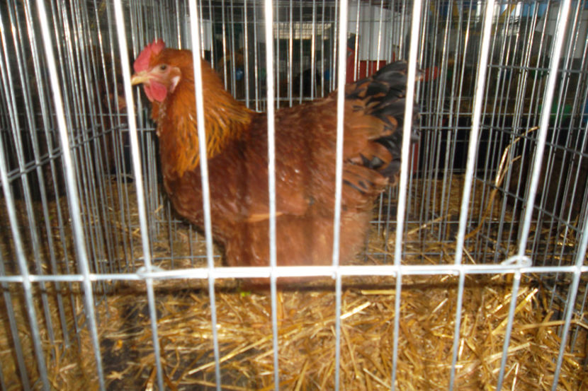 NH2 94P - 1 aa Expozitie Cluj- N 2018