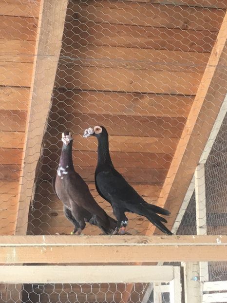 059B94B2-2BEC-438D-AAA3-26FC7C7556DD - CARIERI MATCA 2018