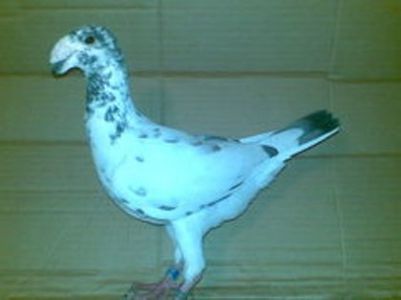 2014 - Matca femele 2018