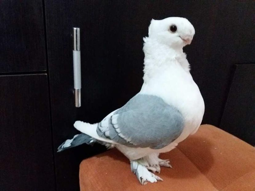  - PESCARUSI ORIENTALI