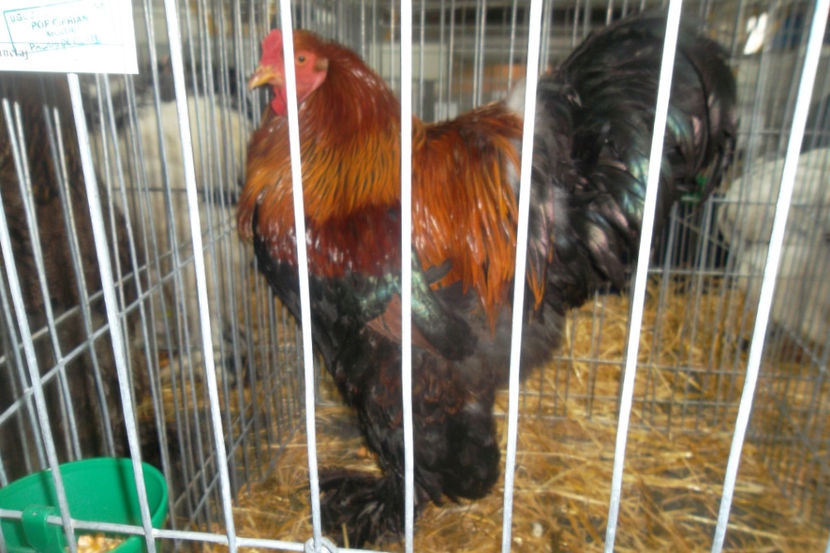 BP 2 94p - 1 aa Expozitie Cluj- N 2018