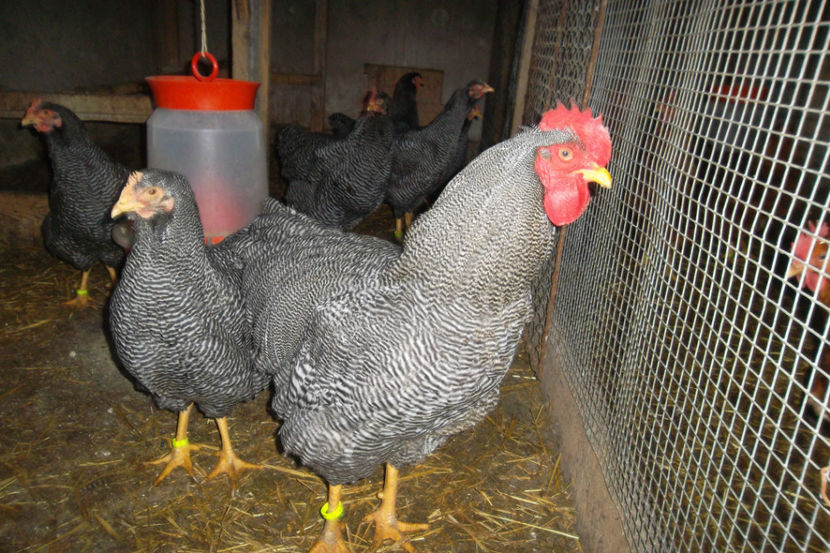 SAM_5239 - 1 a Cocosi Matca 2018