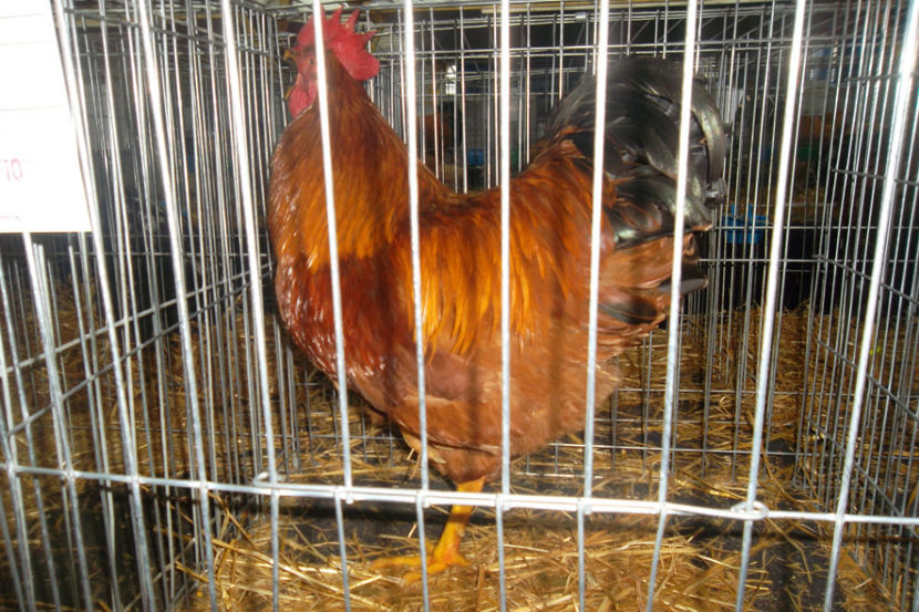 SAM_5141 - 1 a Cocosi Matca 2018