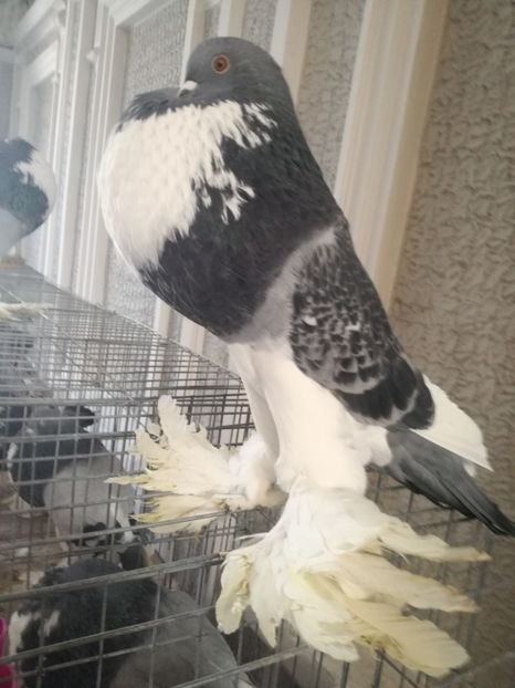  - GUSATI DE POMERANIA