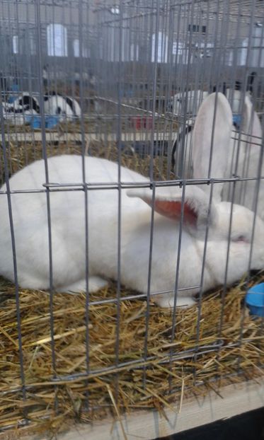  - 0 - REZ EXPO TG NEAMT IAN 2018