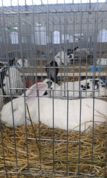  - 0 - REZ EXPO TG NEAMT IAN 2018