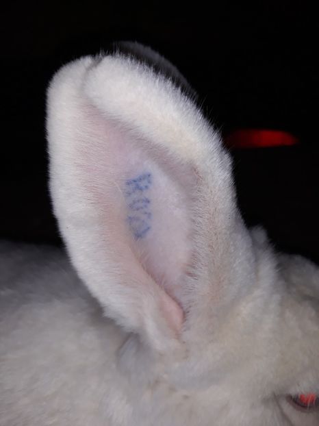  - Fem neo RO 20 -179