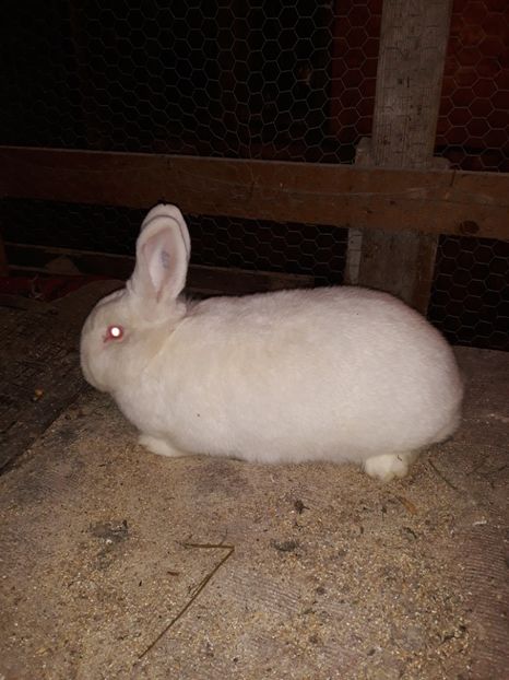  - Fem neo RO 20 -179