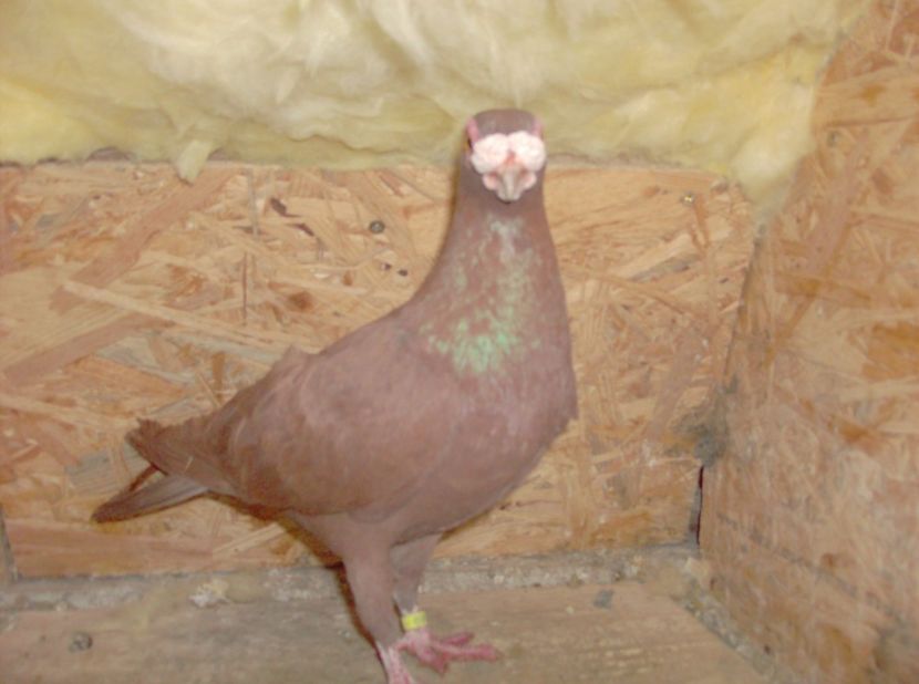 mascul 2017 - Carunculati de oradea