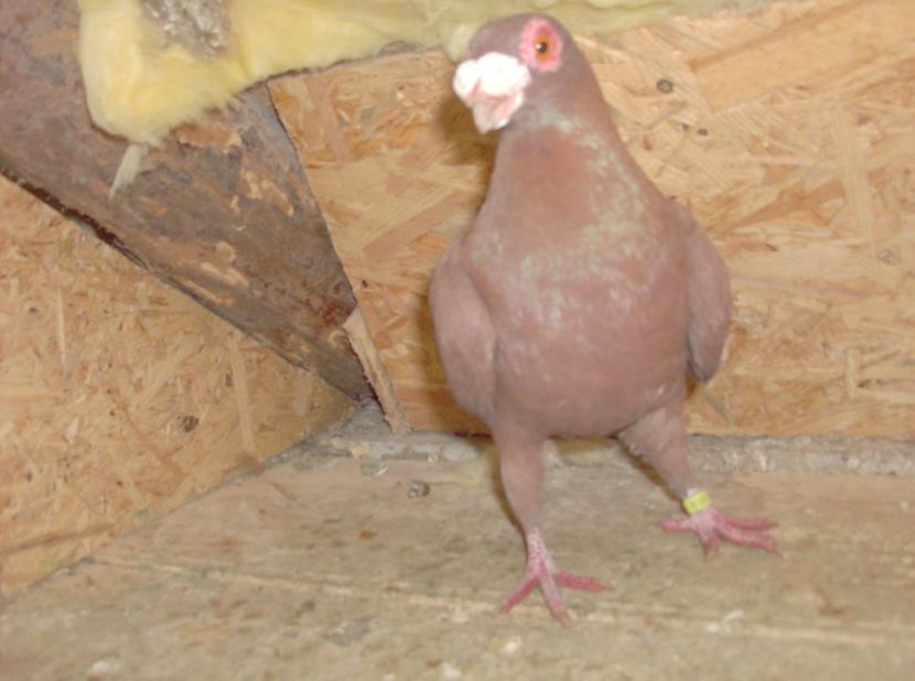  - Carunculati de oradea