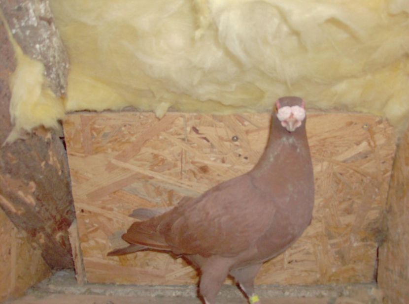  - Carunculati de oradea