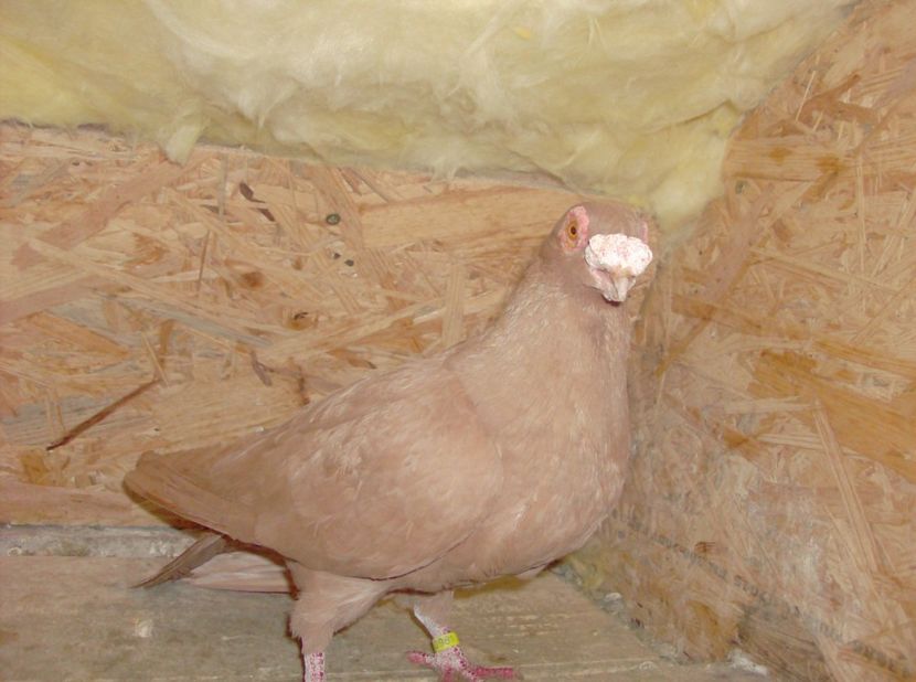 mscul 2017 - Carunculati de oradea