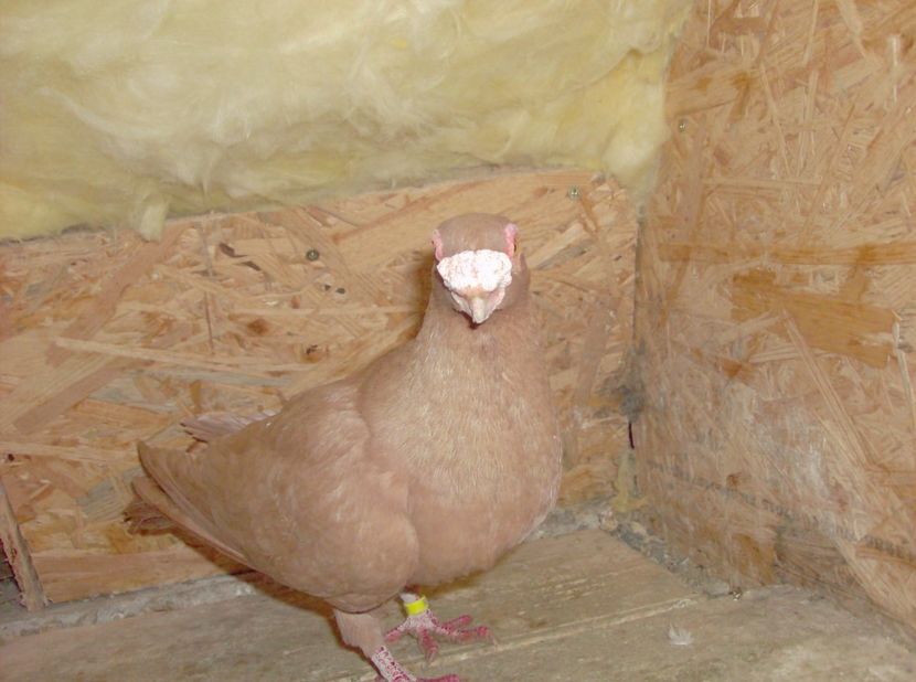  - Carunculati de oradea