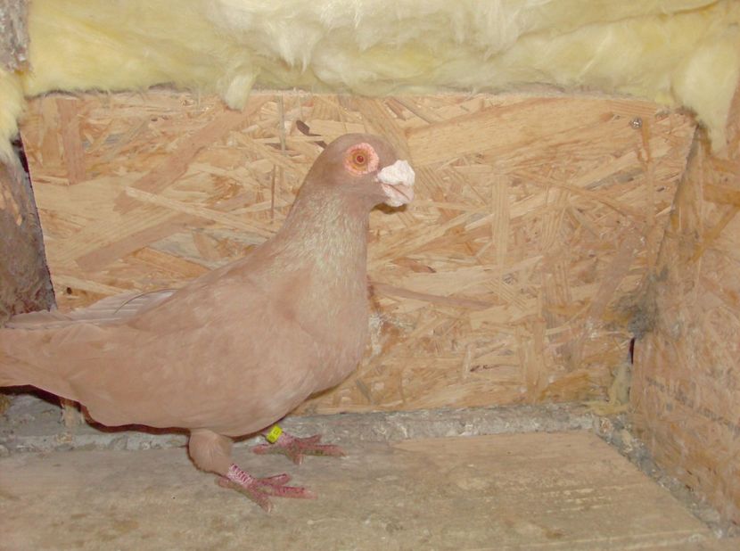 mascul 2017 - Carunculati de oradea