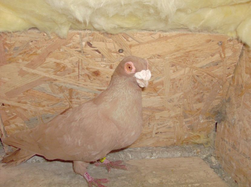  - Carunculati de oradea