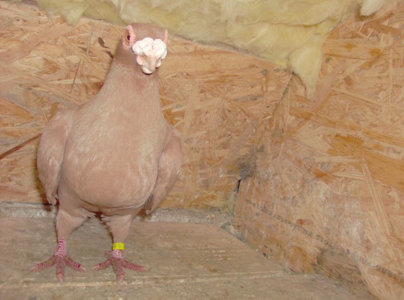  - Carunculati de oradea