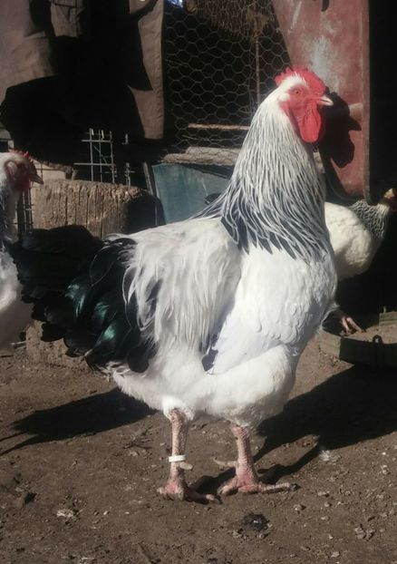 20171209_121121-2 - sussex hd 2018