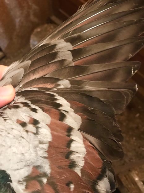 23664E52-A8EF-41A4-AF67-A7209DEBA269 - Vargati codalbi