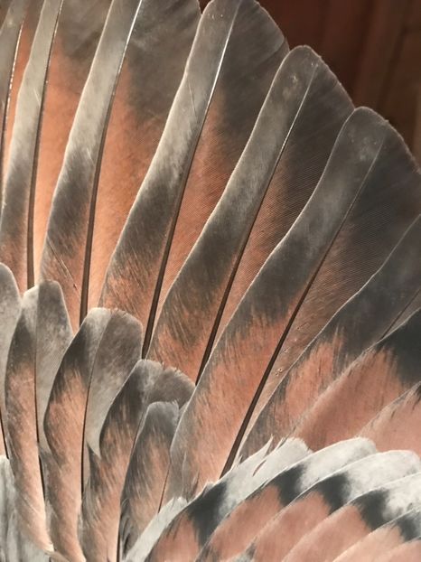 E599D3BD-2293-4626-A94E-38E232D32B64 - Vargati codalbi