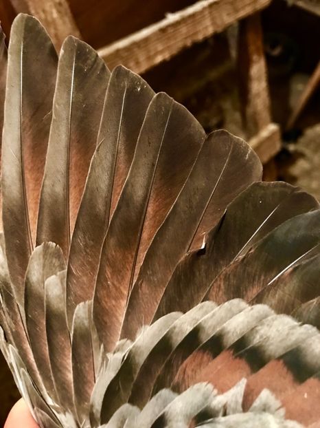 FBE116BF-F2B5-4BFA-918F-8A19494BDF33 - Vargati codalbi