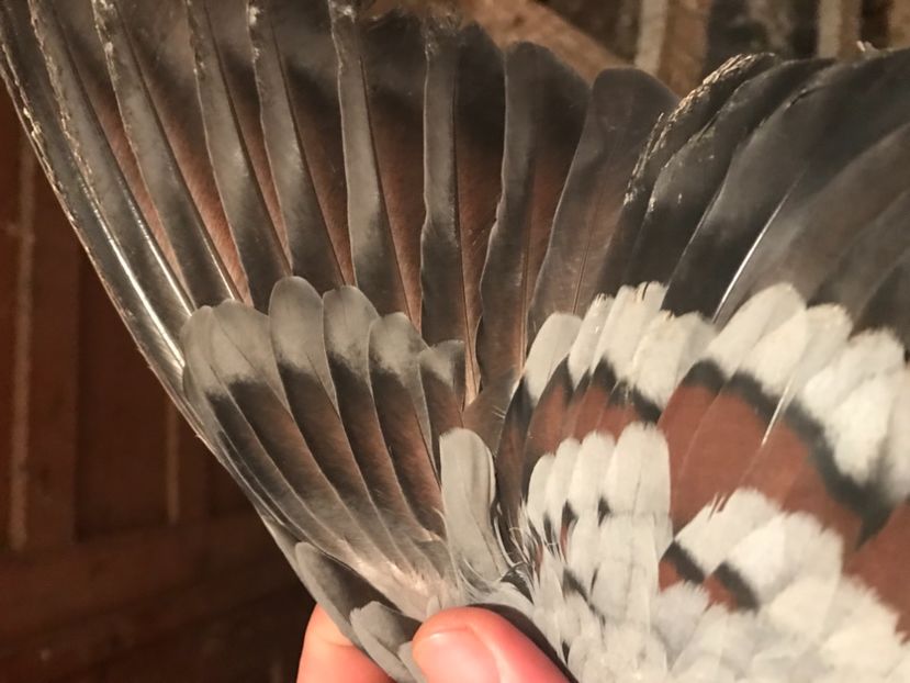 CB4559DA-BF36-40B3-8494-960C238850F0 - Vargati codalbi