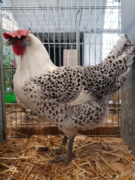 20171119_101203(0) - La Bresse