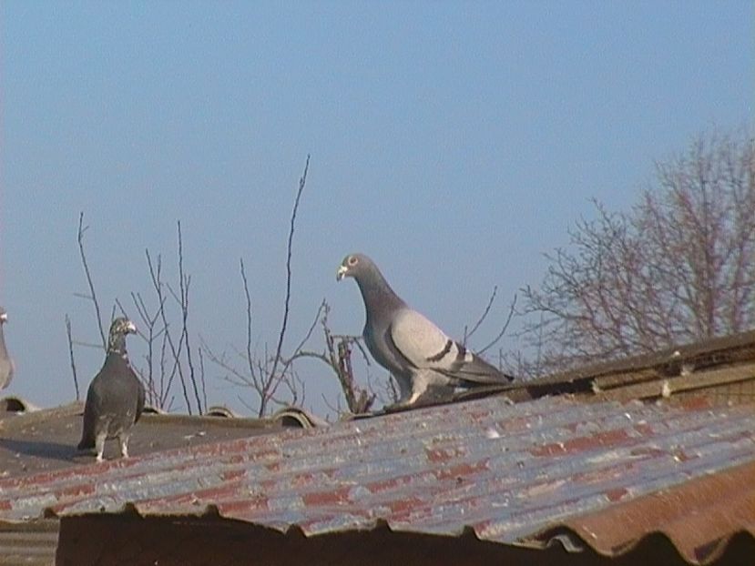 CAM_1241 - VOIAJORI STIL VECHI - MATCA 2018