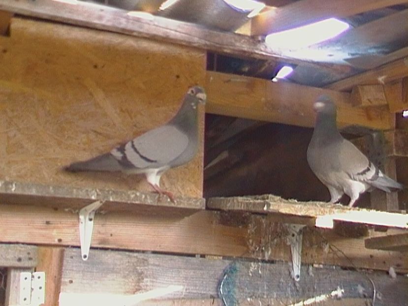 CAM_1245 - VOIAJORI STIL VECHI - MATCA 2018