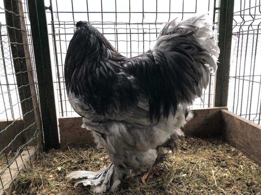 0CA0B3E0-098F-4211-9EE9-14A4E11AF0B8 - BRAHMA ALBASTRU 2017-2018 FAM 2