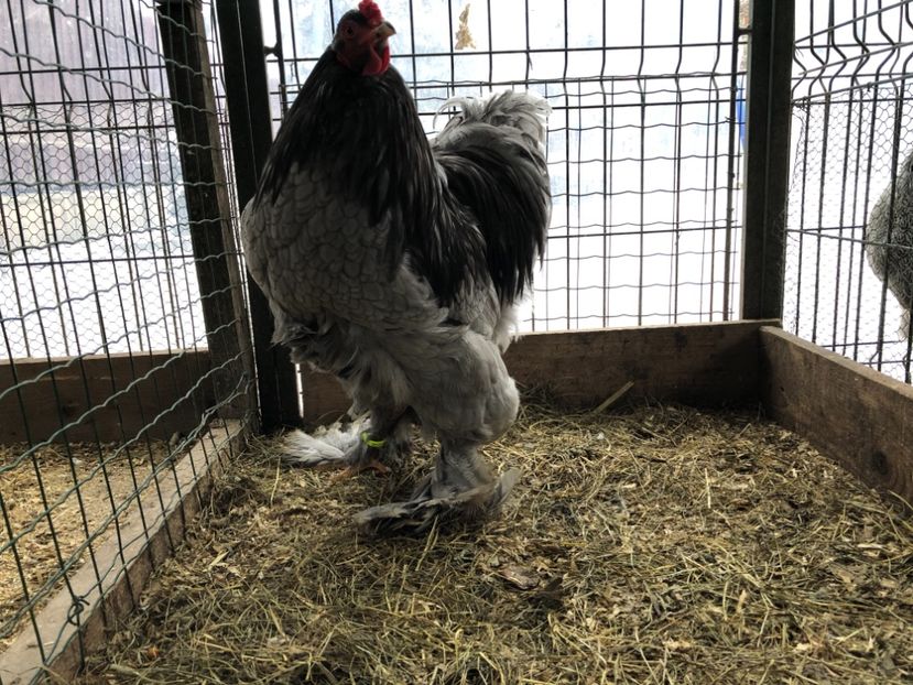 C1FCF3C9-B184-4A7E-B223-C81A67B59524 - BRAHMA ALBASTRU 2017-2018 FAM 2