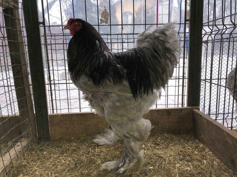 CECF756B-7F4D-4224-BE8D-E4B17AD40B12 - BRAHMA ALBASTRU 2017-2018 FAM 2