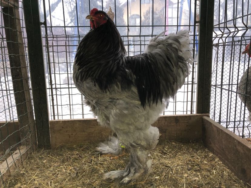 A1219216-88C0-4EF2-B9F2-FE347D08420C - BRAHMA ALBASTRU 2017-2018 FAM 2